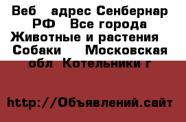 Веб – адрес Сенбернар.РФ - Все города Животные и растения » Собаки   . Московская обл.,Котельники г.